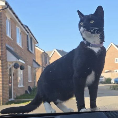 Missing Domestic Short Hair Cats in Margate