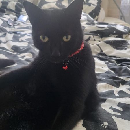 Missing Domestic Short Hair Cats in Maidstone 