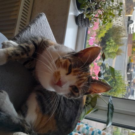 Missing Tabby Cats in Sale