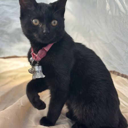 Missing Bengal Cats in Newhaven