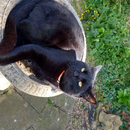 Missing Domestic Short Hair Cats in Dunstable
