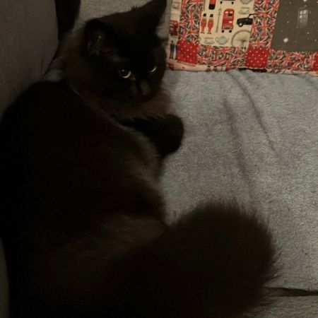 Missing Ragdoll Cats in Burnham On Sea