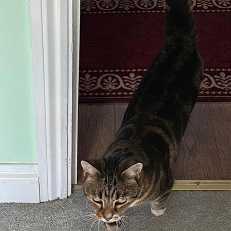 Missing Tabby Cats in London 