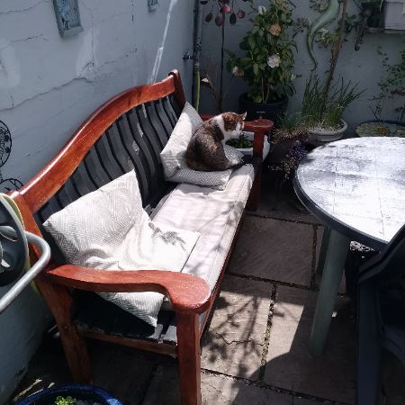Missing Domestic Short Hair Cats in NELSON
