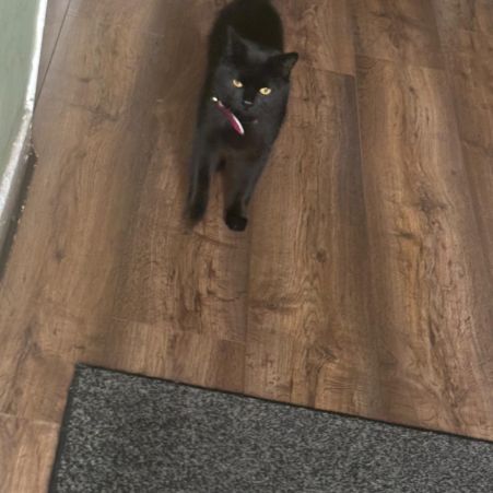 Missing Mixed Breed Cats in Manchester 