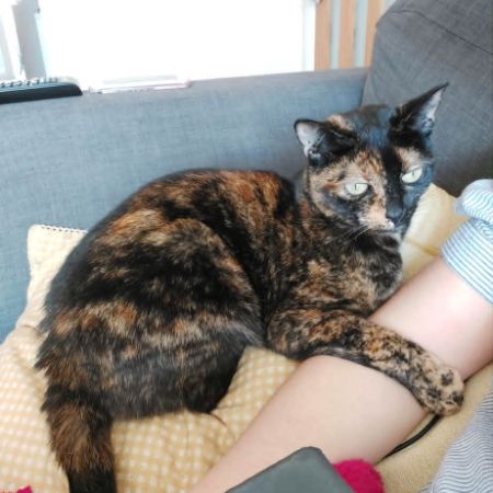 Missing Tortoiseshell Cats in Bristol