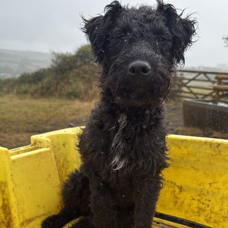 Missing Terrier Dogs in Nancledra
