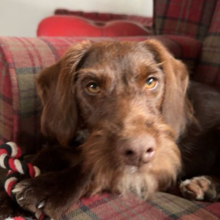 Missing Spaniel Dogs in Nancledra
