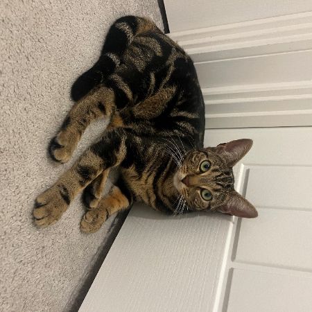 Missing Bengal Cats in Stowmarket 