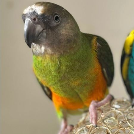 Missing Parrot, Parakeet Birds in London Bow