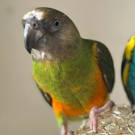 Missing Parrot, Parakeet Birds in London Devon’s Road 