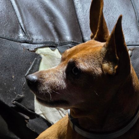 Missing Unknown - Other Dogs in Paignton