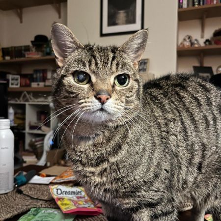 Missing Tabby Cats in Brighton