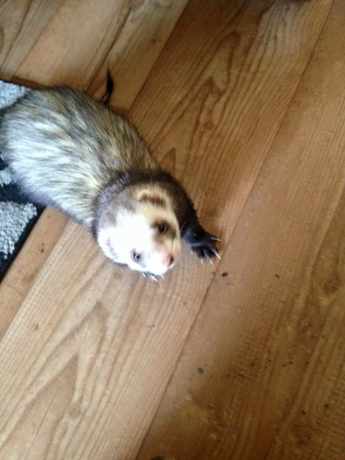 Missing Unknown - Other Ferrets in Bridport