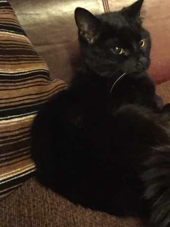 Missing Domestic Short Hair Cats in Berkhamsted