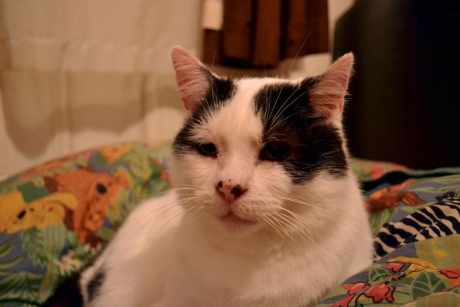 Missing Domestic Short Hair Cats in Sheffield