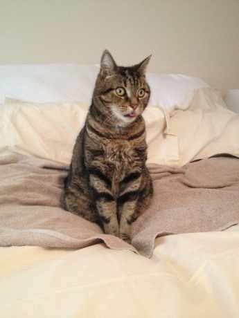 Missing Tabby Cats in Northampton