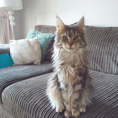 Have you Lost a Maine Coon Cat? Search for lost Maine Coon cats at NMPR