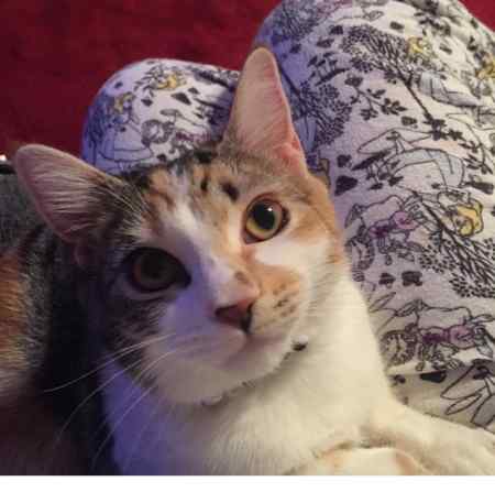 Missing Domestic Short Hair Cats in Hayes