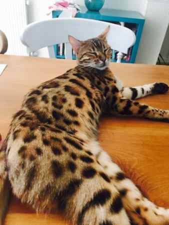 Missing Bengal Cats in St Albans