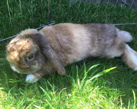 Missing Lop Eared Rabbits in Northampton