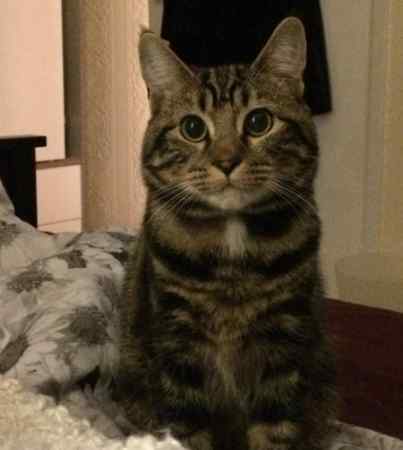  Lost  Cat  Register Cardiff  search the UK for missing  cats 