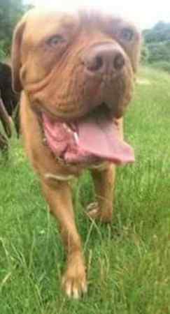 Lost Dog from Saxilby LN1 Lincolnshire