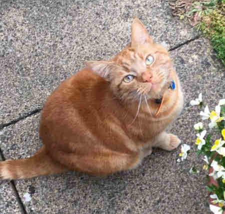 Missing Domestic Short Hair Cats in Braintree