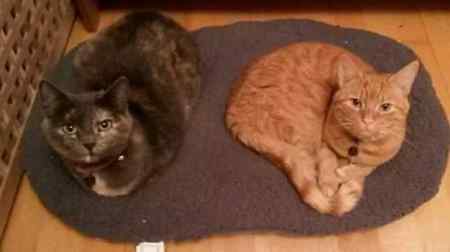 Missing Domestic Short Hair Cats in Ferring