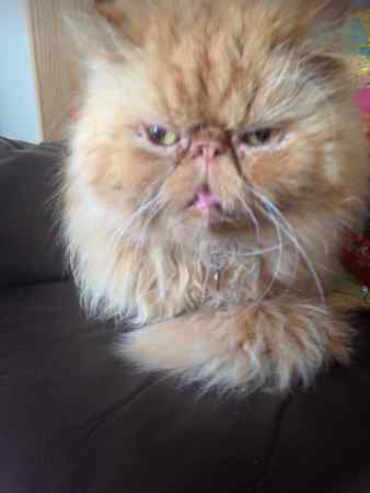 Lost Cat Persian from Plymouth PL5 Devon