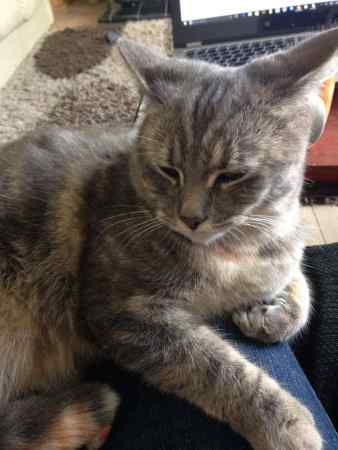 Missing Domestic Short Hair Cats in Doncaster