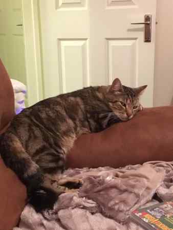 Missing Tabby Cats in Braintree