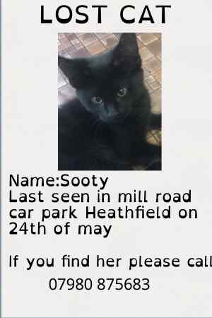 Missing Domestic Short Hair Cats in Heathfield