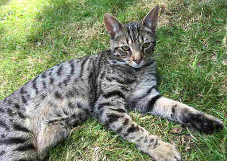 Search our Lost  Tabby pet register database