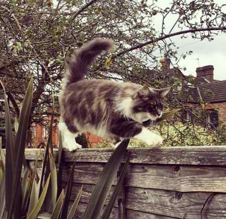 Missing Maine Coon Cats in Harpenden
