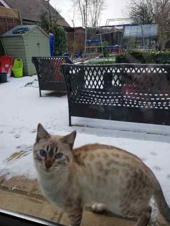 Missing Bengal Cats in Watford