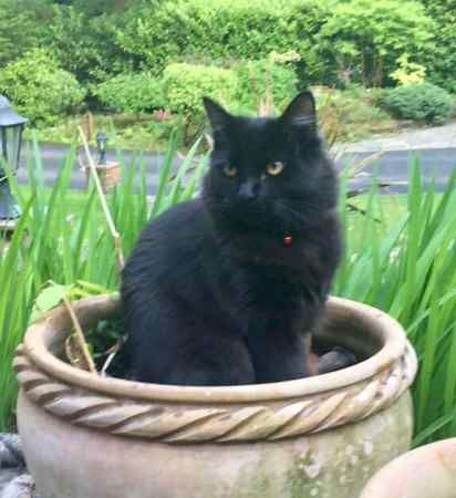 Missing Unknown - Other Cats in Chorleywood