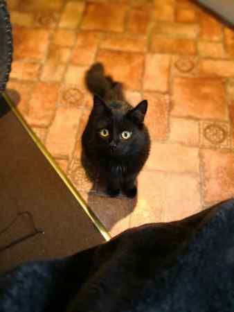 Missing Unknown - Other Cats in Bolton