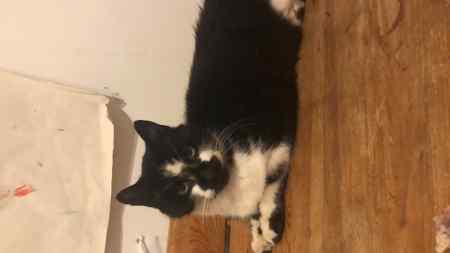 Missing Domestic Short Hair Cats in Watford 