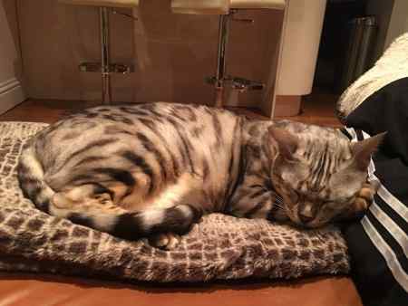 Missing Bengal Cats in Westmill