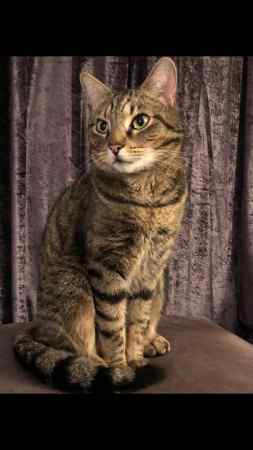 Lost Cat Tabby from Rugby Warwickshire