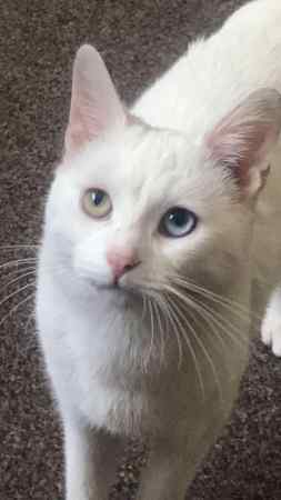 Missing Unknown - Other Cats in Manchester 