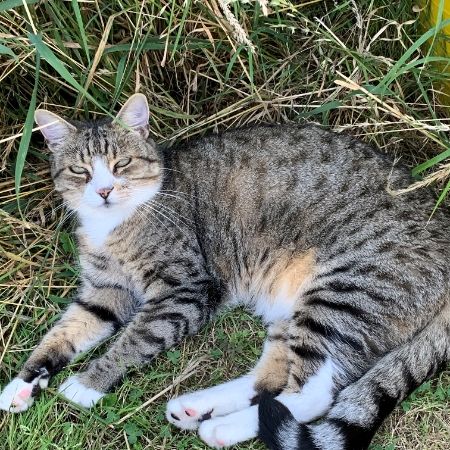 Lost Cat Domestic Short Hair from Benfleet SS7 Essex