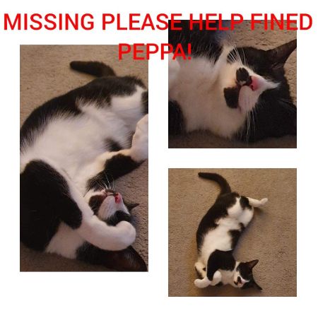 Missing Unknown - Other Cats in Preston