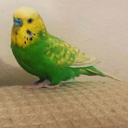 Lost Bird Budgie from Harrow HA1 Middlesex