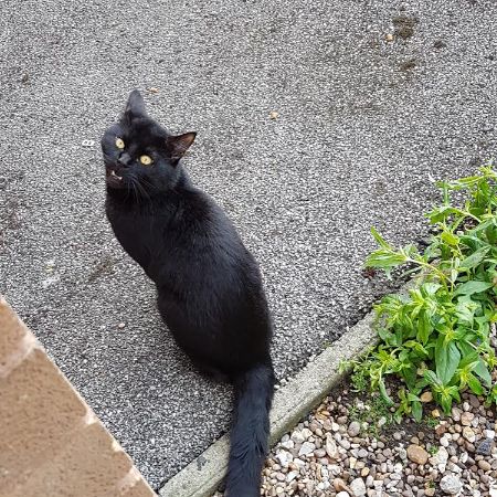 Lost Cat Domestic Short Hair from Lincoln LN6 Lincolnshire