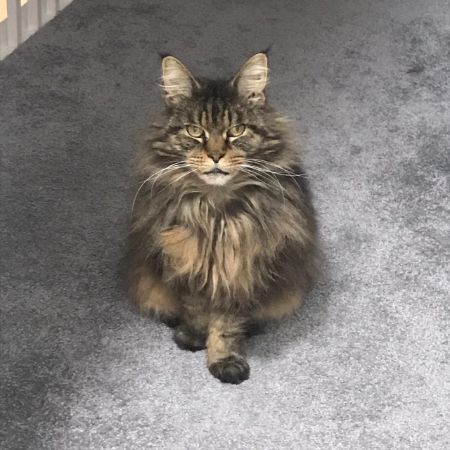 Lost Cat Maine Coon from Croydon CR2 Surrey