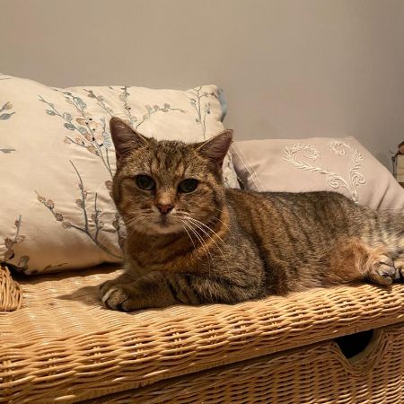 Missing Tabby Cats in Fulham, 