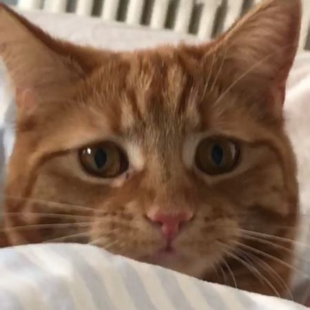 Missing Domestic Short Hair Cats in Putney