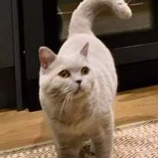 Missing Unknown - Other Cats in Fleet